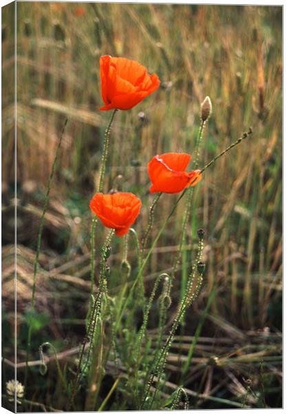 Powerful Symbolism: Poppies in Suffolk Canvas Print by Steven Dale