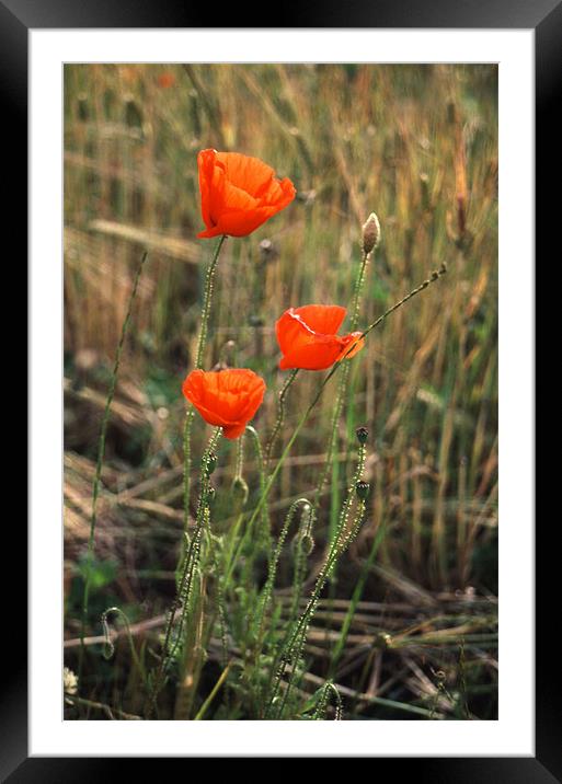 Powerful Symbolism: Poppies in Suffolk Framed Mounted Print by Steven Dale