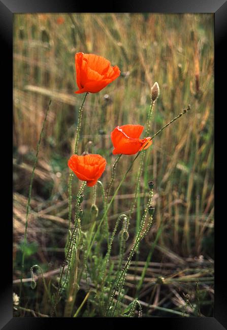 Powerful Symbolism: Poppies in Suffolk Framed Print by Steven Dale