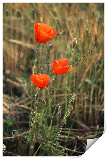 Powerful Symbolism: Poppies in Suffolk Print by Steven Dale