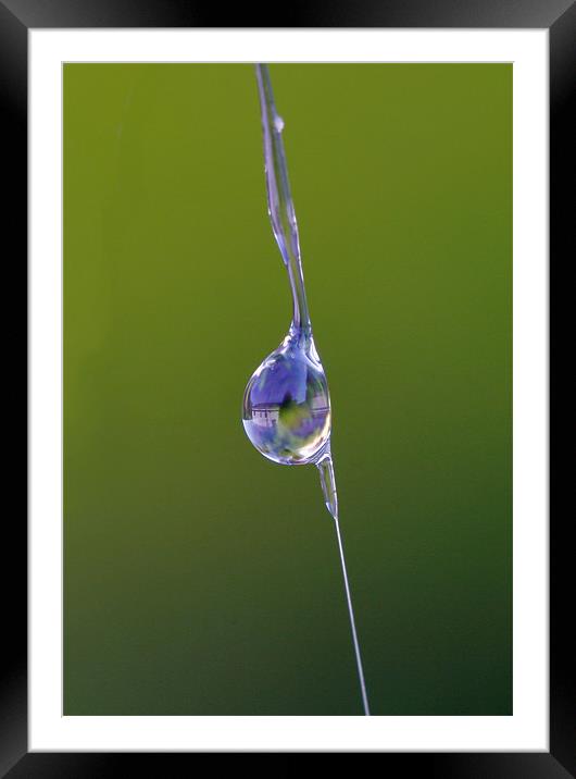 Water Droplet on Spider’s Web Framed Mounted Print by Mike Gorton