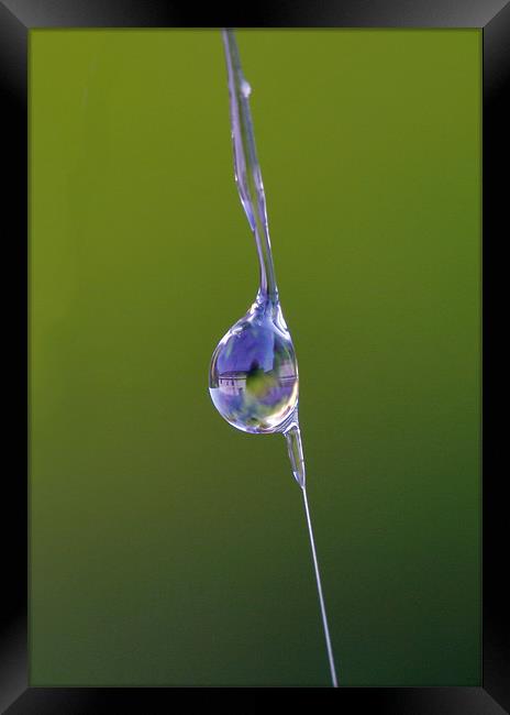 Water Droplet on Spider’s Web Framed Print by Mike Gorton