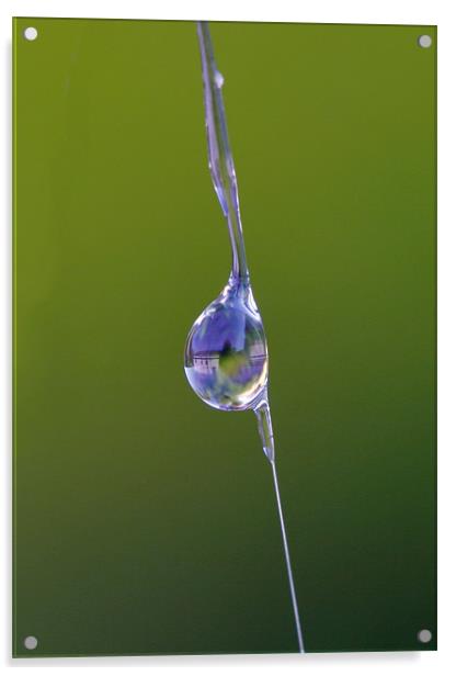 Water Droplet on Spider’s Web Acrylic by Mike Gorton