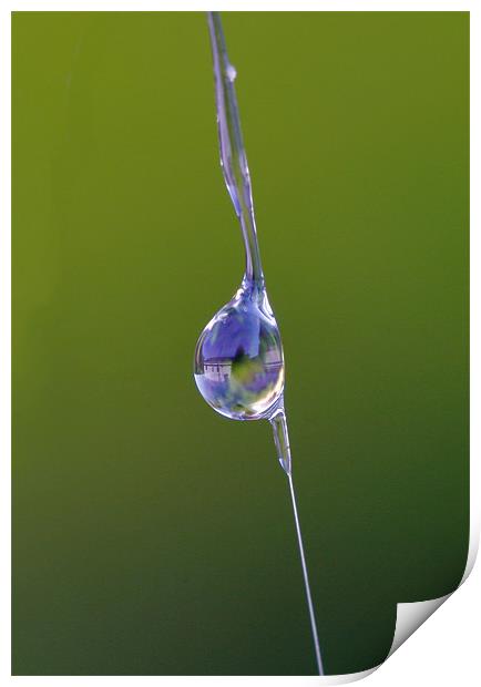 Water Droplet on Spider’s Web Print by Mike Gorton