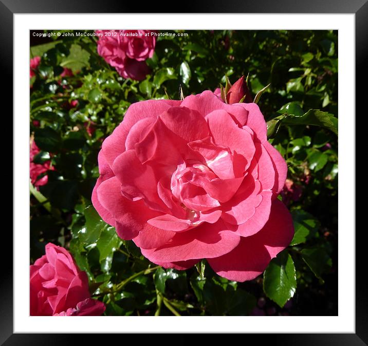 Pink Rose Framed Mounted Print by John McCoubrey