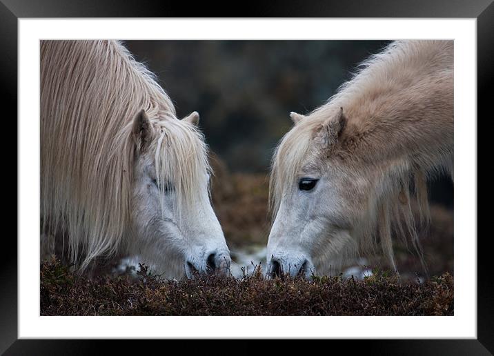 horse love Framed Mounted Print by gemma williams