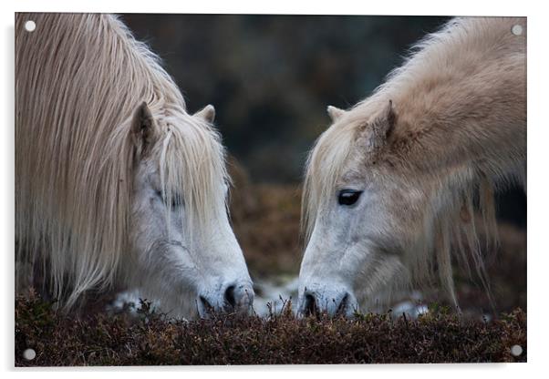 horse love Acrylic by gemma williams