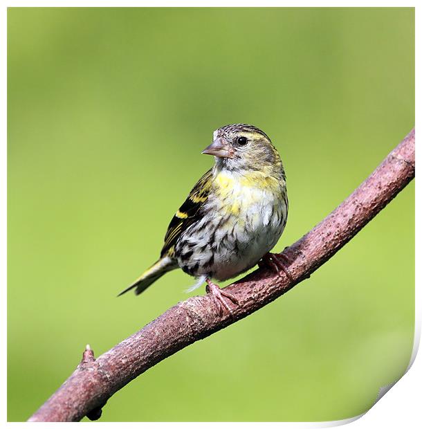 Siskin Print by Grant Glendinning