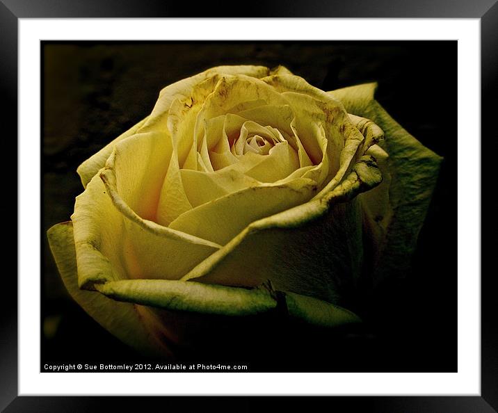Rose romantic evening Framed Mounted Print by Sue Bottomley
