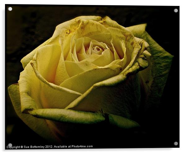 Rose romantic evening Acrylic by Sue Bottomley