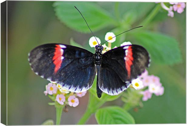 Postman Butterfly Canvas Print by Tony Murtagh