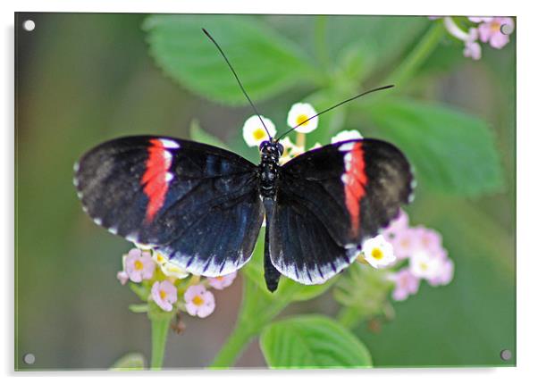 Postman Butterfly Acrylic by Tony Murtagh