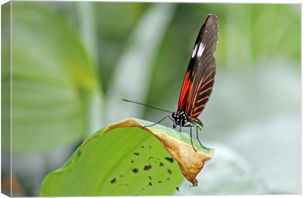 Postman Butterfly Canvas Print by Tony Murtagh