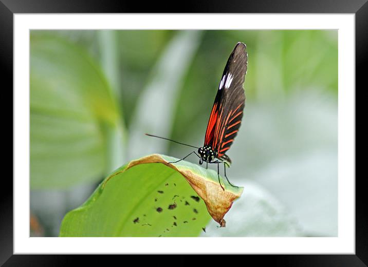 Postman Butterfly Framed Mounted Print by Tony Murtagh