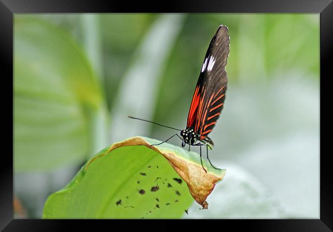 Postman Butterfly Framed Print by Tony Murtagh