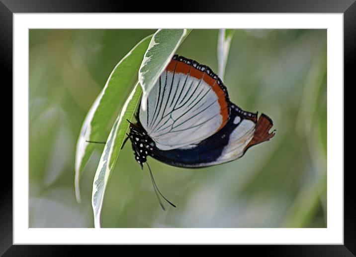 Red Spot Diadem Butterfly Framed Mounted Print by Tony Murtagh