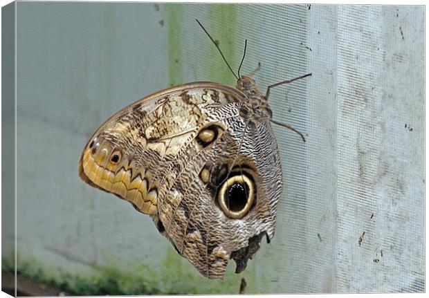 Owl Butterfly Canvas Print by Tony Murtagh