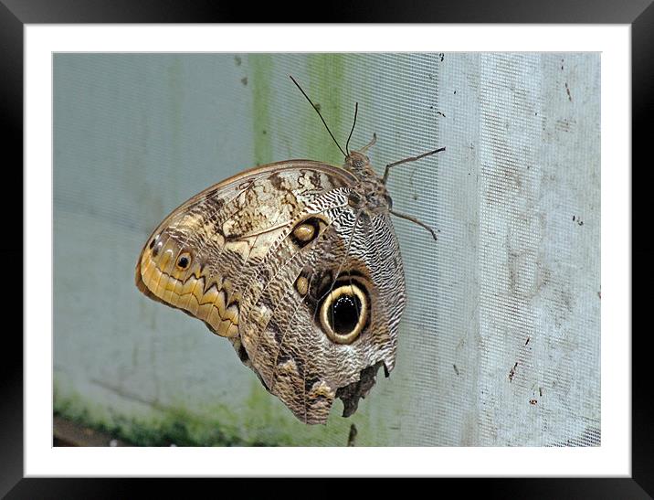Owl Butterfly Framed Mounted Print by Tony Murtagh