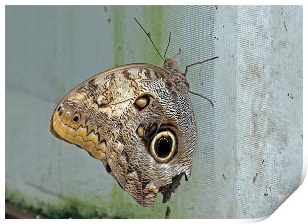 Owl Butterfly Print by Tony Murtagh
