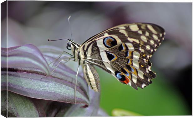 Tropical Butterfly Canvas Print by Tony Murtagh