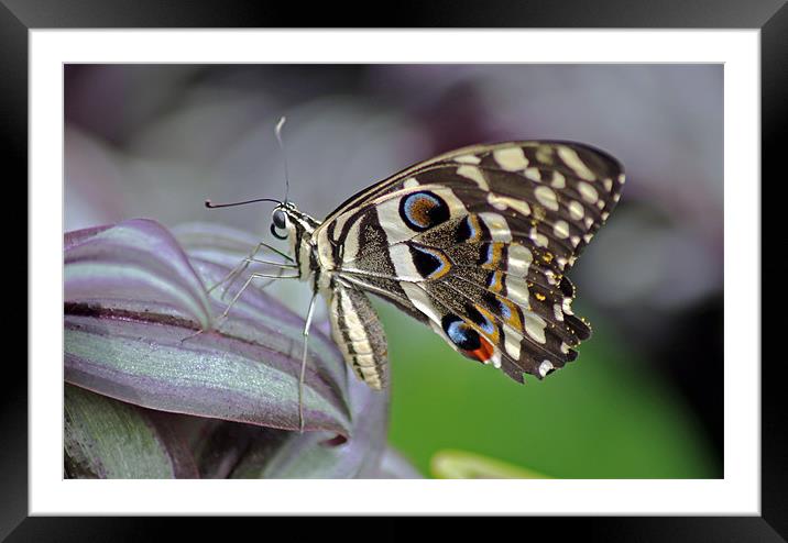 Tropical Butterfly Framed Mounted Print by Tony Murtagh