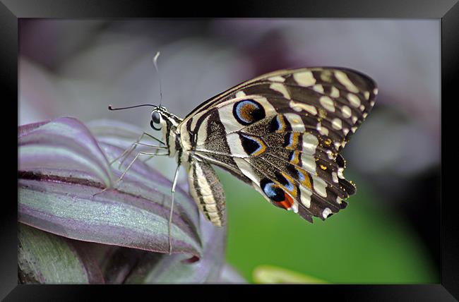 Tropical Butterfly Framed Print by Tony Murtagh