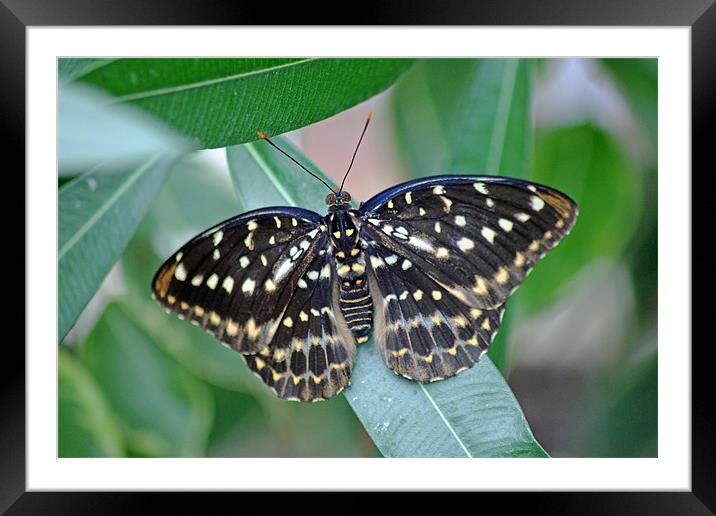 Archduke Butterfly Framed Mounted Print by Tony Murtagh