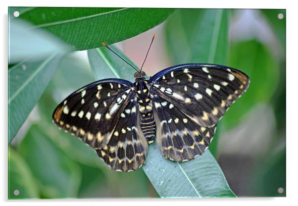 Archduke Butterfly Acrylic by Tony Murtagh