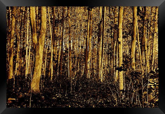 Forest Framed Print by Kathleen Stephens