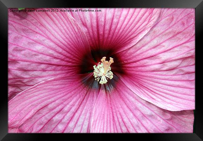Flower Framed Print by peter campbell
