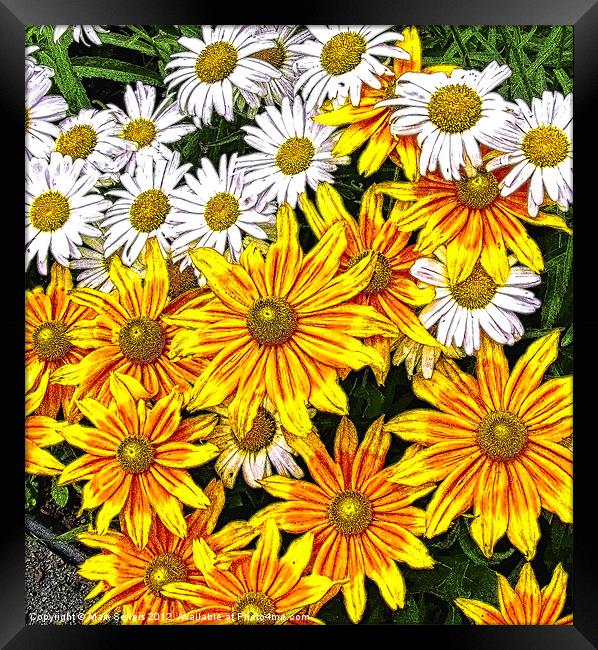 Daisy Garden Framed Print by Mark Sellers