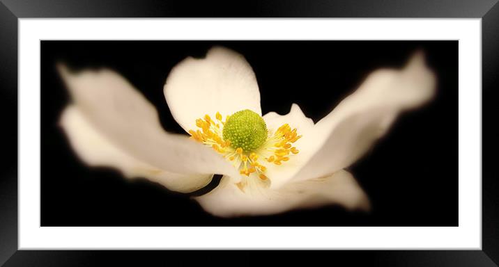 Delicately Floral. Framed Mounted Print by Rosanna Zavanaiu