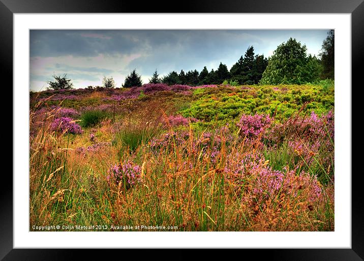 Otley Chevin Heathland Framed Mounted Print by Colin Metcalf
