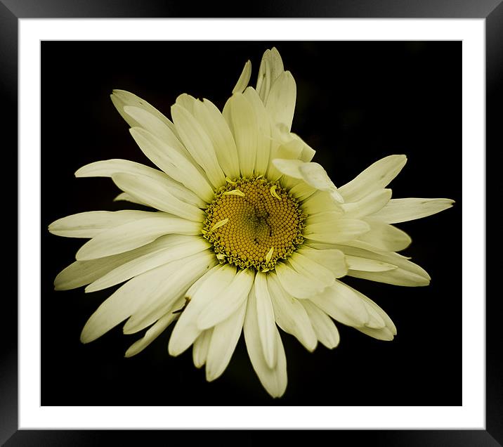 Daisy Blow. Framed Mounted Print by Jamie Moffat