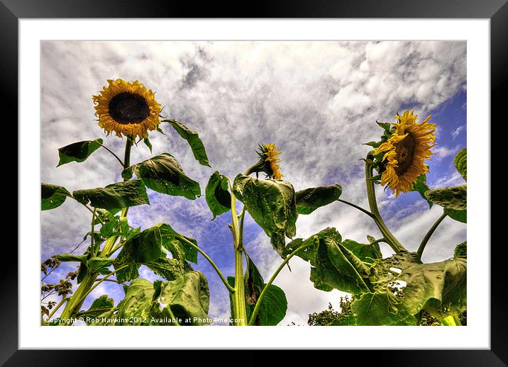 Sunflower Decay Framed Mounted Print by Rob Hawkins
