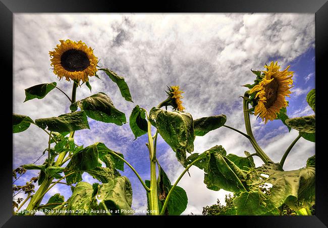 Sunflower Decay Framed Print by Rob Hawkins