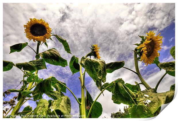 Sunflower Decay Print by Rob Hawkins