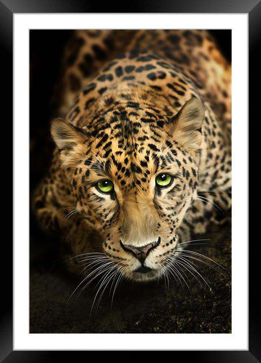 Cheetaro Framed Mounted Print by Big Cat Rescue