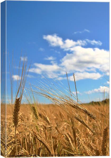 Fields of gold Canvas Print by Sean Wareing