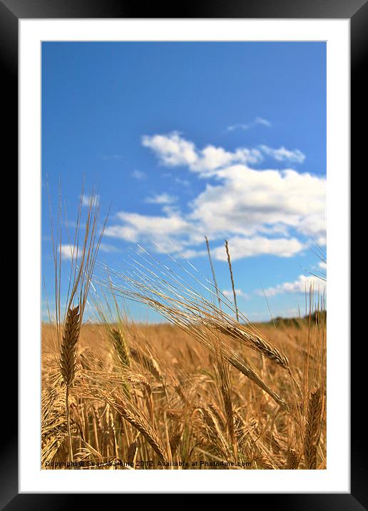 Fields of gold Framed Mounted Print by Sean Wareing