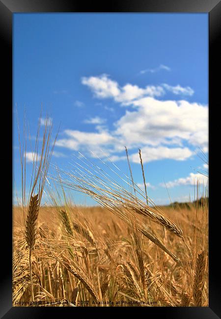 Fields of gold Framed Print by Sean Wareing