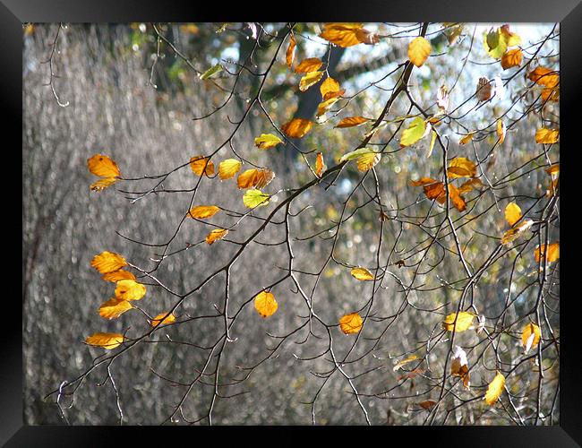 Autumn Leaves Framed Print by Noreen Linale