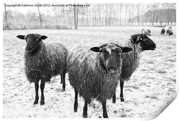 Three sheep in snow Print by Kathleen Smith (kbhsphoto)