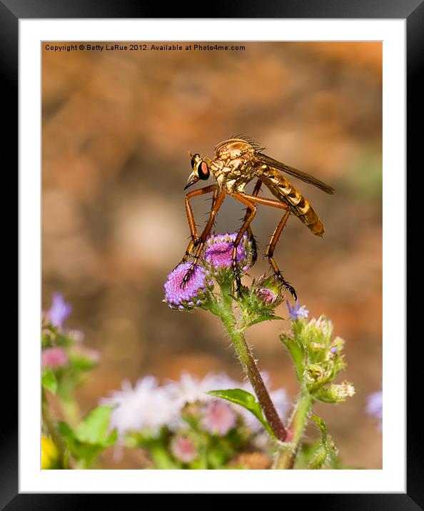Assassin Fly Framed Mounted Print by Betty LaRue