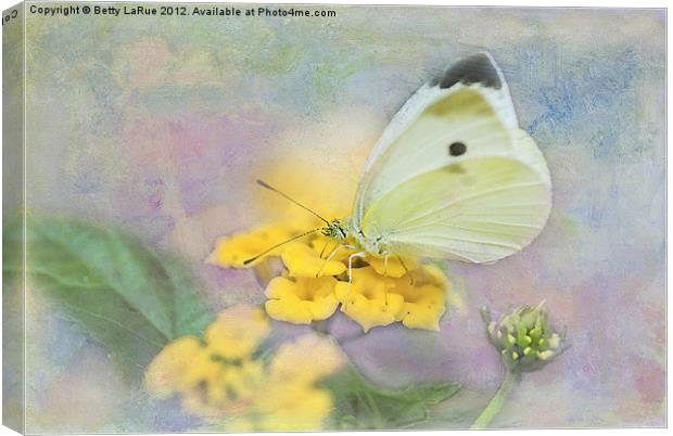 Lovely Cabbage White Butterfly Canvas Print by Betty LaRue