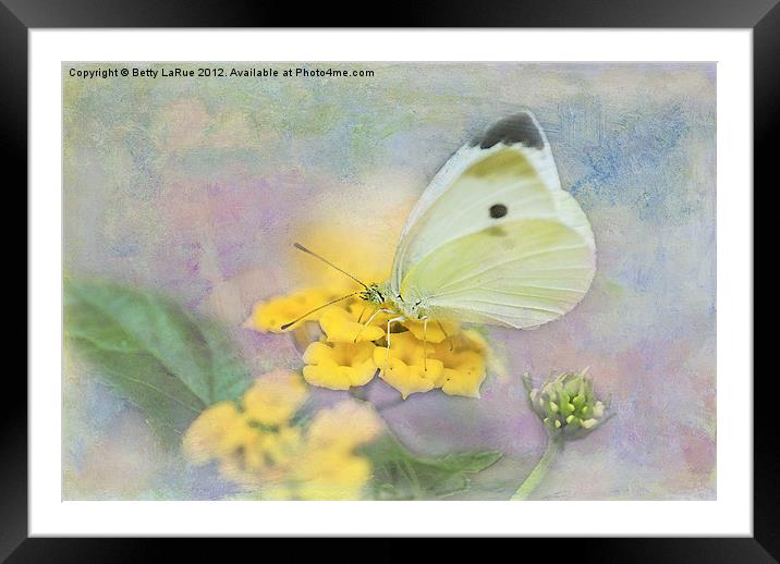 Lovely Cabbage White Butterfly Framed Mounted Print by Betty LaRue