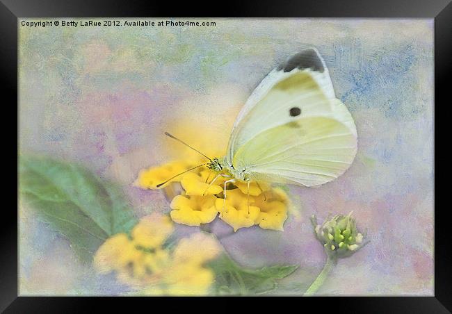 Lovely Cabbage White Butterfly Framed Print by Betty LaRue