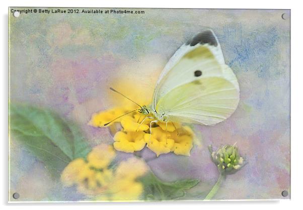 Lovely Cabbage White Butterfly Acrylic by Betty LaRue
