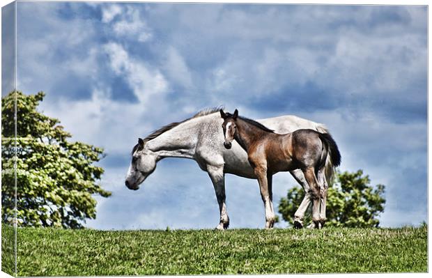 Mare and Foal Canvas Print by Steve Purnell