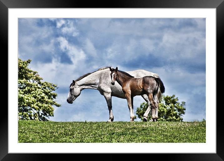 Mare and Foal Framed Mounted Print by Steve Purnell